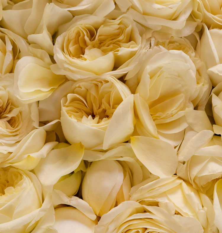 Cuir Rose Candle - KEY NOTES