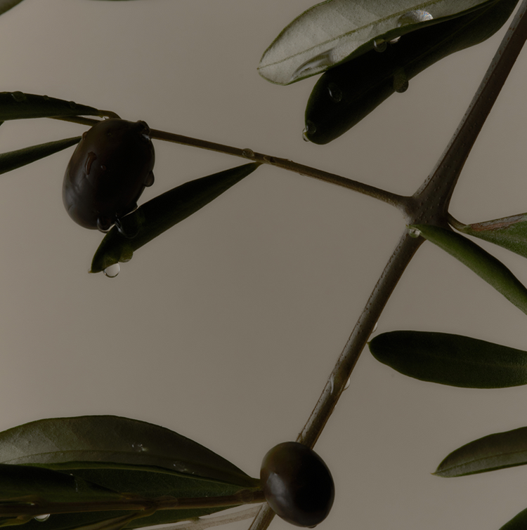 Dew Body Butter - Key Ingredients