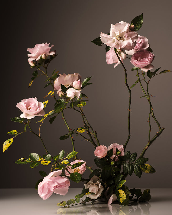Homecourt Steeped Rose Room Deodorant